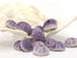 purple sea urchin pack